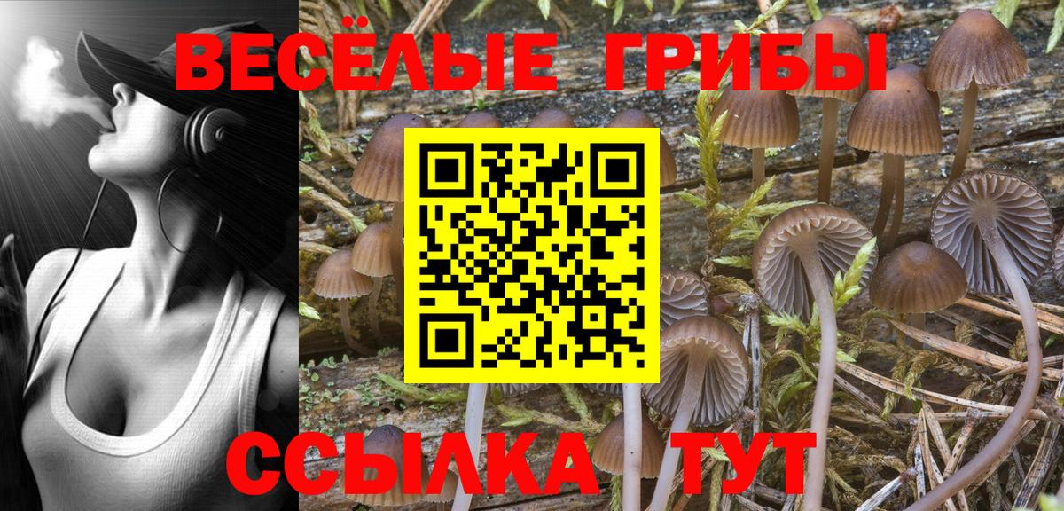 Псилоцибиновые грибы Psilocybine cubensis Клин